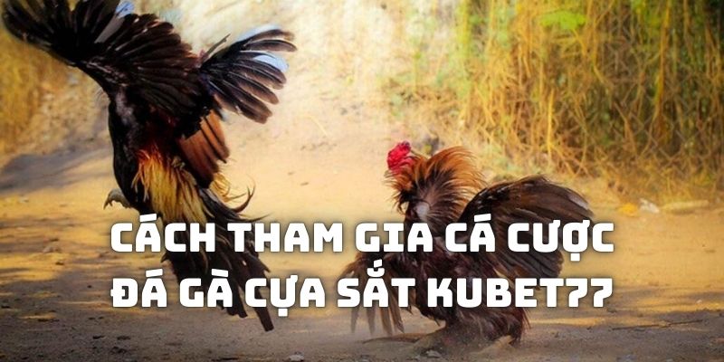 Quy trình để bạn tham gia cá cược và theo dõi chọi kê tại Kubet77