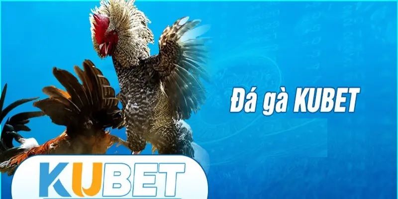 Cách thức tham gia đá gà thomo tại Kubet77