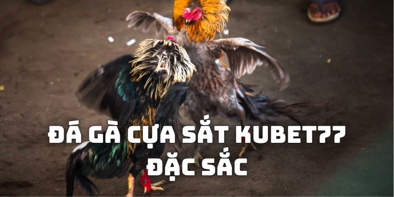 Lý do nên lựa chọn cá cược đá gà cựa sắt Kubet77